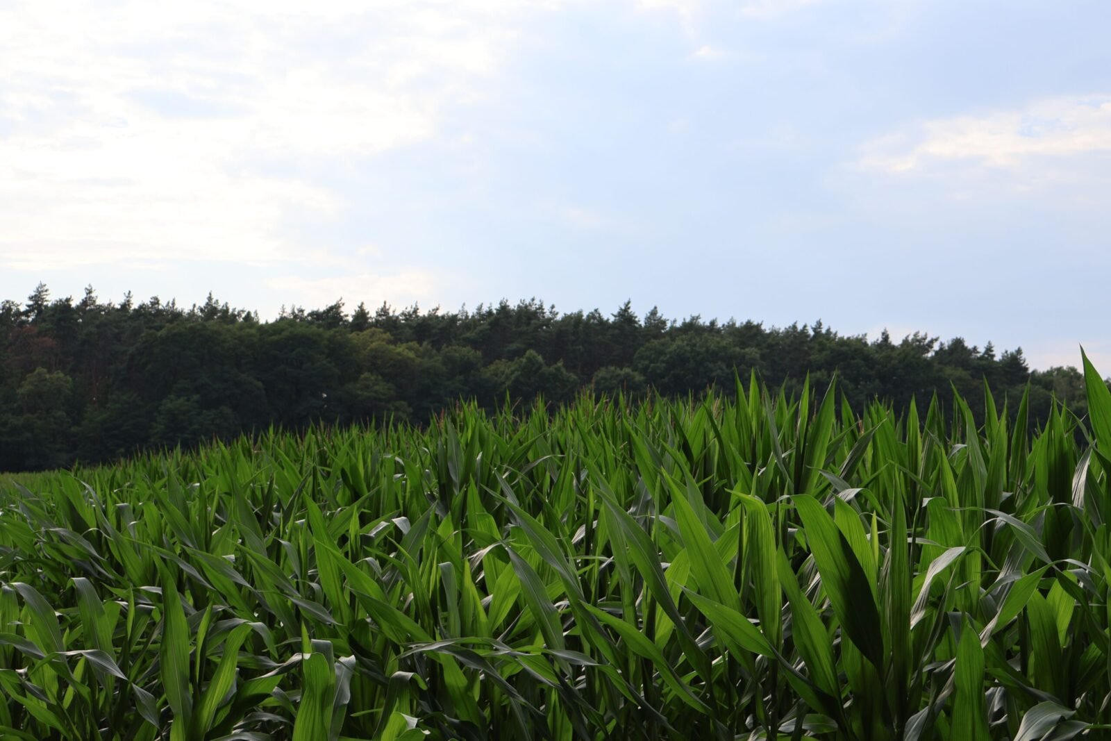 A vibrant cornfield stretches towards a background of dense forest under a partly cloudy sky.